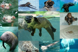 Це правда, що всі тварини можуть плавати? Це правда, що всі тварини можуть плавати?